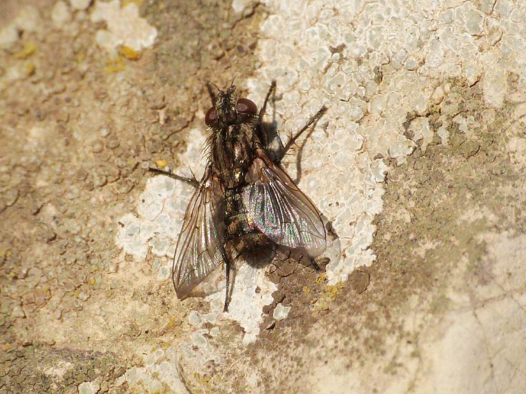 Muscidae o Tachinidae? - Tolfa (RM)